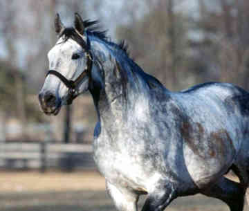 thoroughbred.jpeg