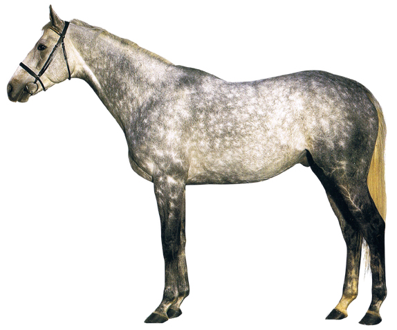 thoroughbredtemp.jpg